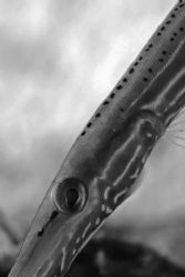Trumperfish. by David Heidemann 